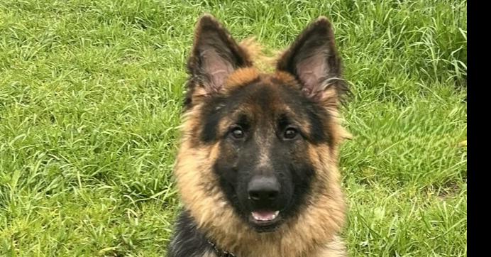 Enlarge Cali, a Adoptable German Shepherd Dog in Fulton, CA image 3/6