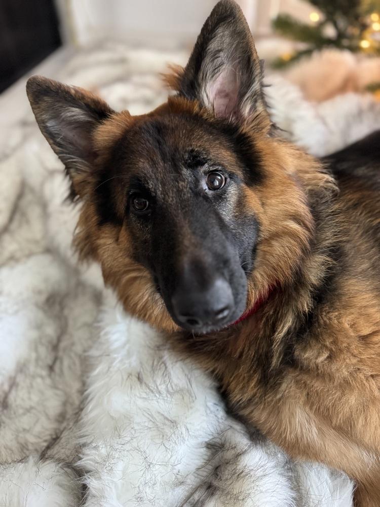 Enlarge Cali, a Adoptable German Shepherd Dog in Fulton, CA image 4/6