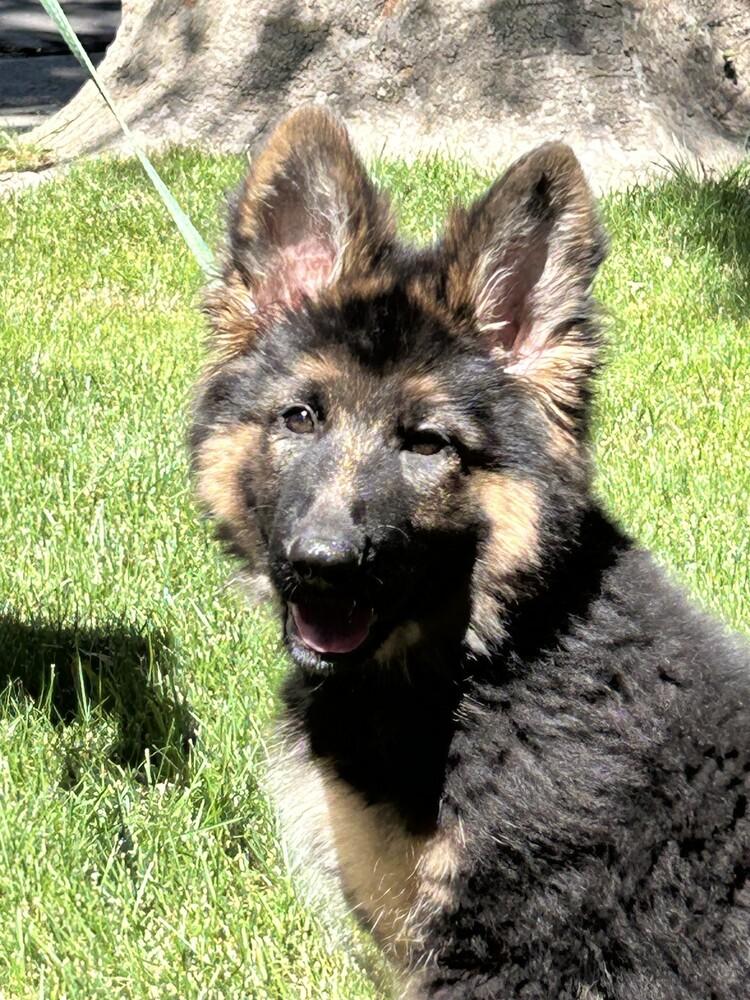 Enlarge Cali, a Adoptable German Shepherd Dog in Fulton, CA image 5/6