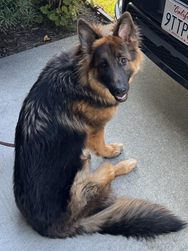 Enlarge Cali, a Adoptable German Shepherd Dog in Fulton, CA image 6/6