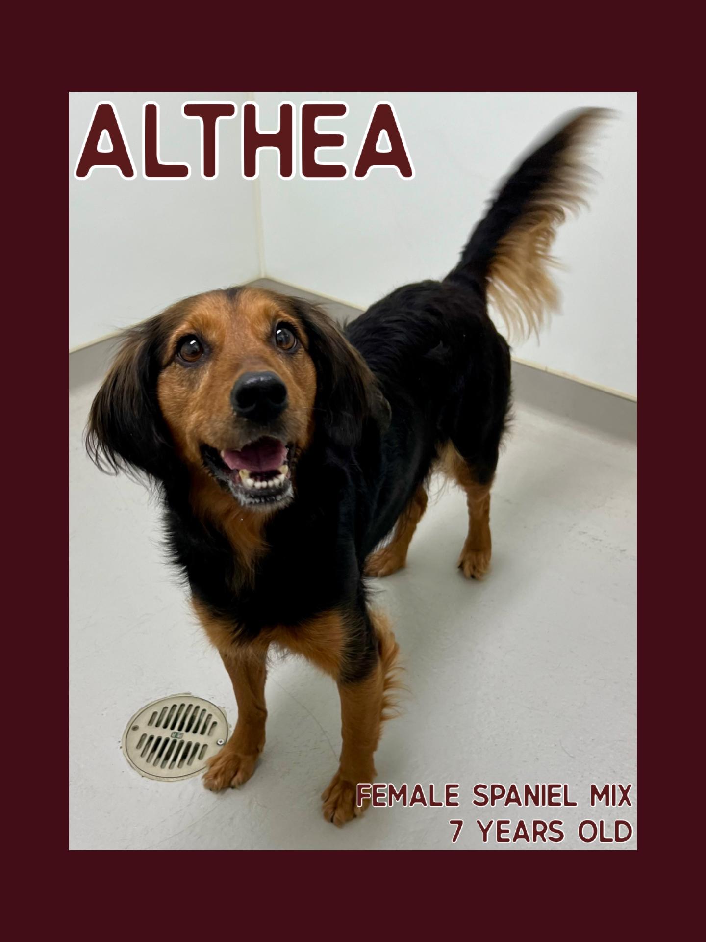 Althea