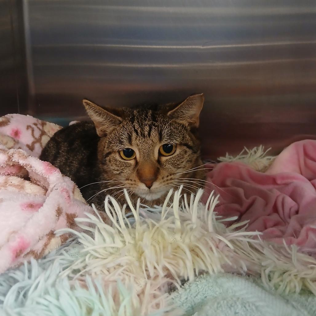 Poppy, Adoptable, Adult Female Domestic Short Hair.
