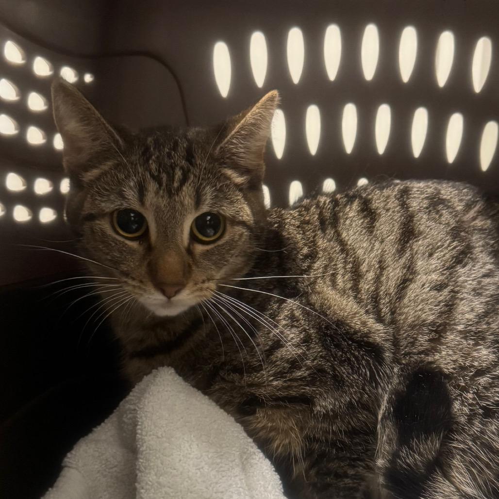 Enlarge Poppy, a Adoptable Domestic Short Hair in York, PA image 2/2