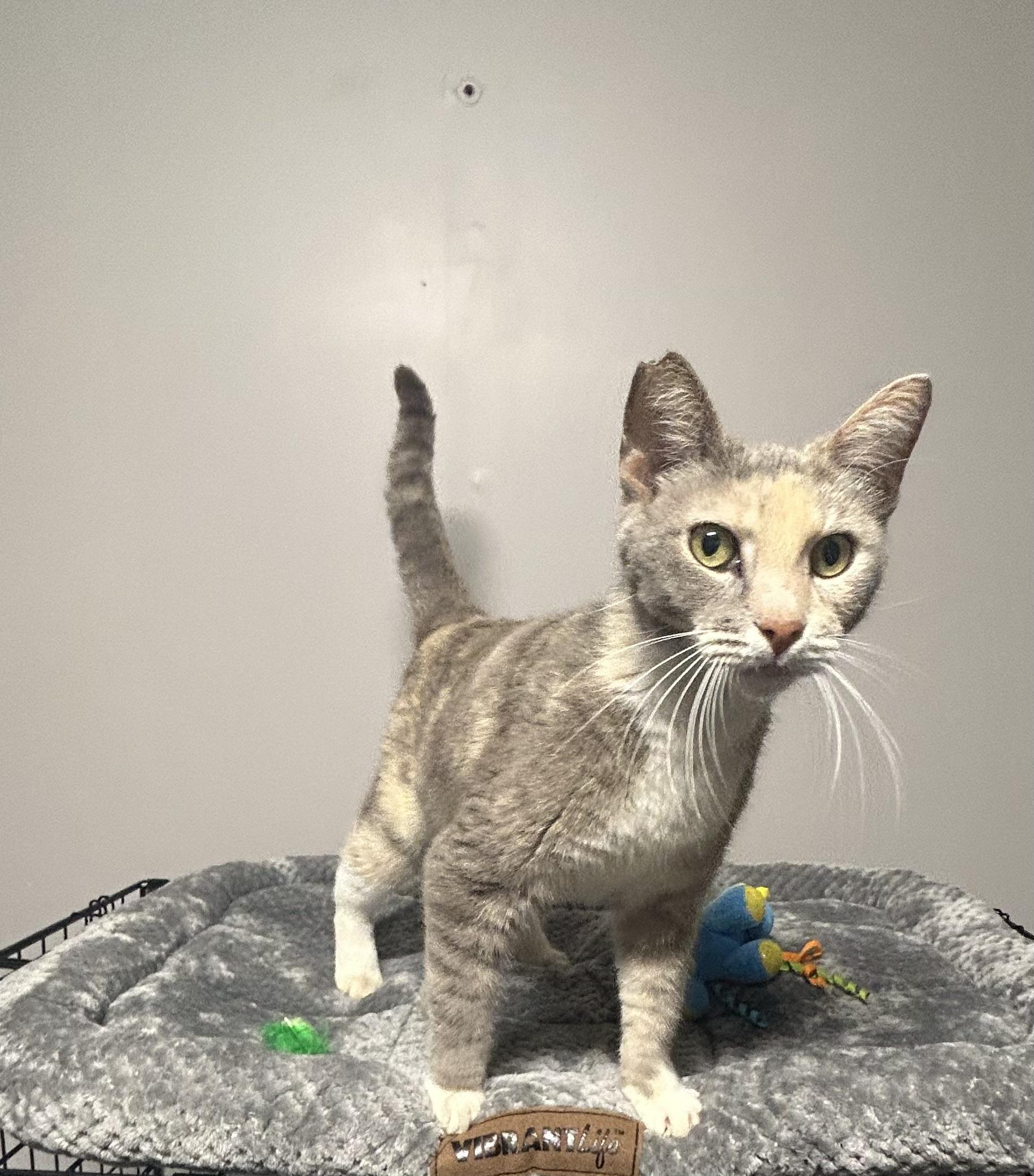 Angel, Adult Female Domestic Short Hair