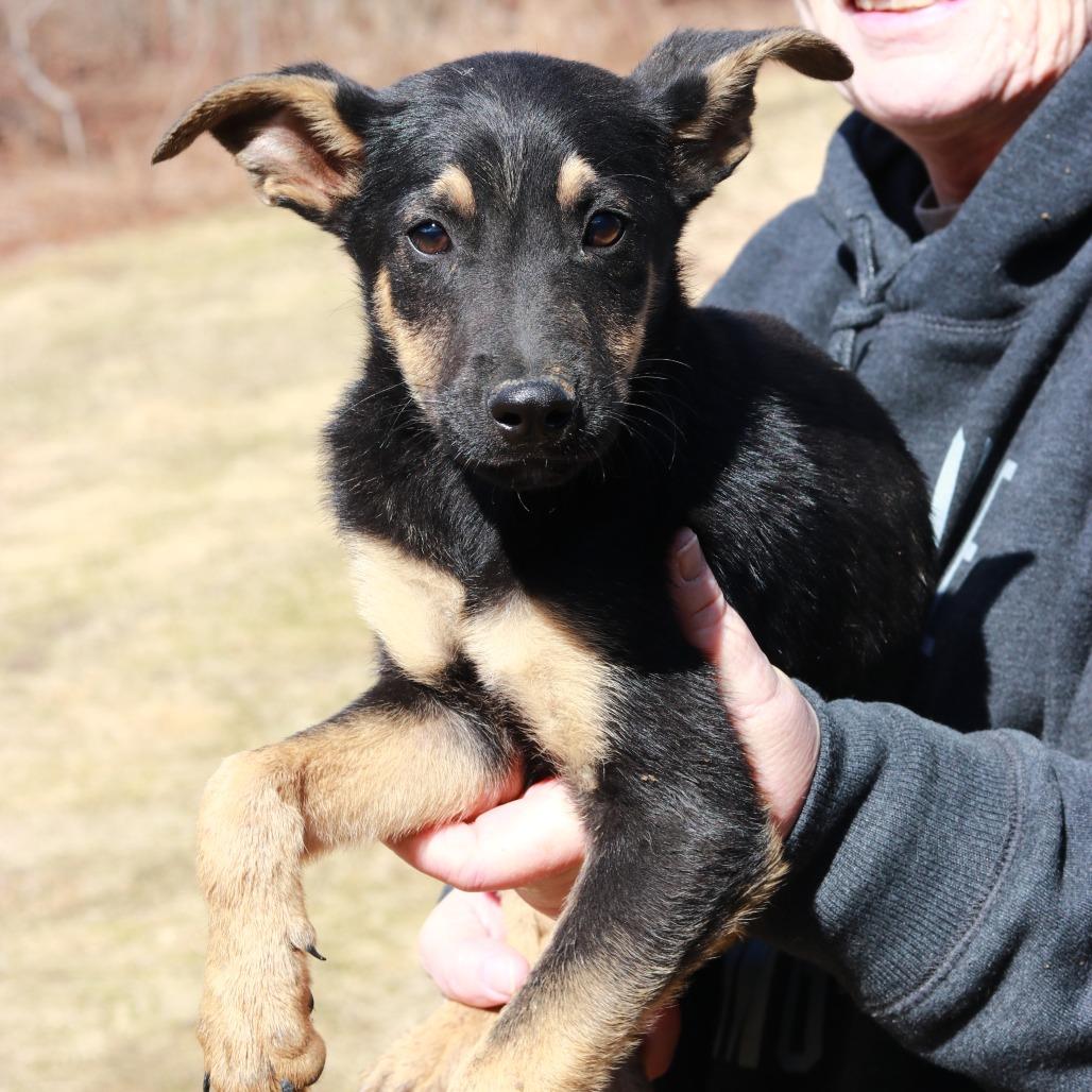CT Monopoly, Adoptable, Puppy Male Australian Shepherd & Mixed Breed.