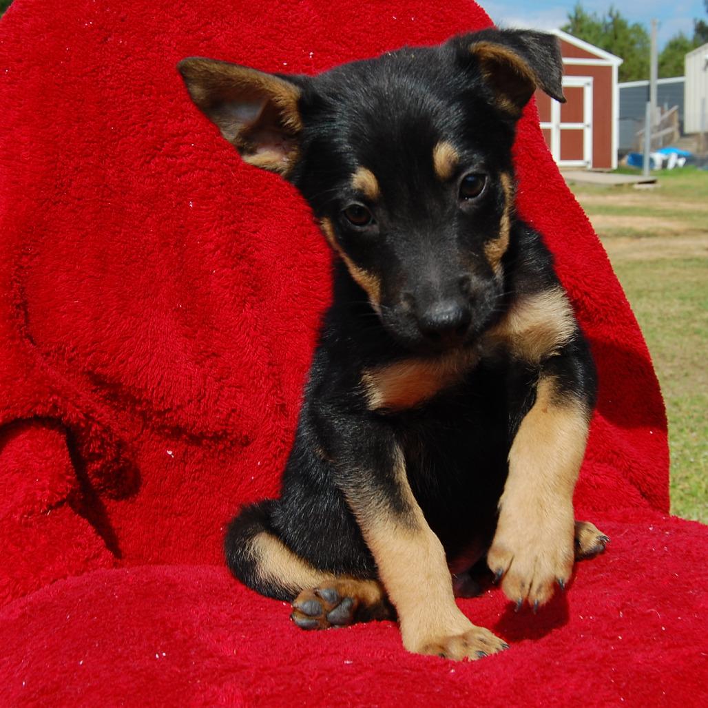 Enlarge CT Monopoly, a Adoptable mixed breed in Stormville, NY image 2/6