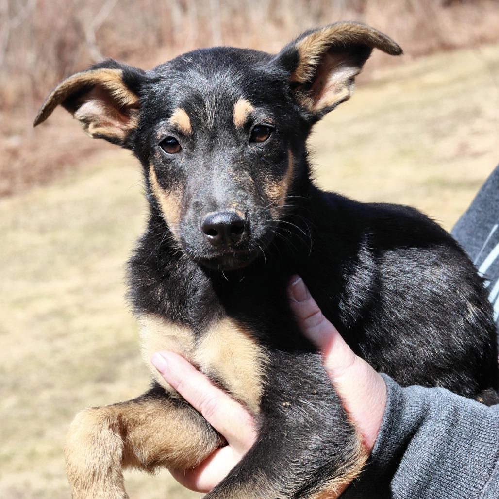 Enlarge CT Monopoly, a Adoptable mixed breed in Stormville, NY image 4/6