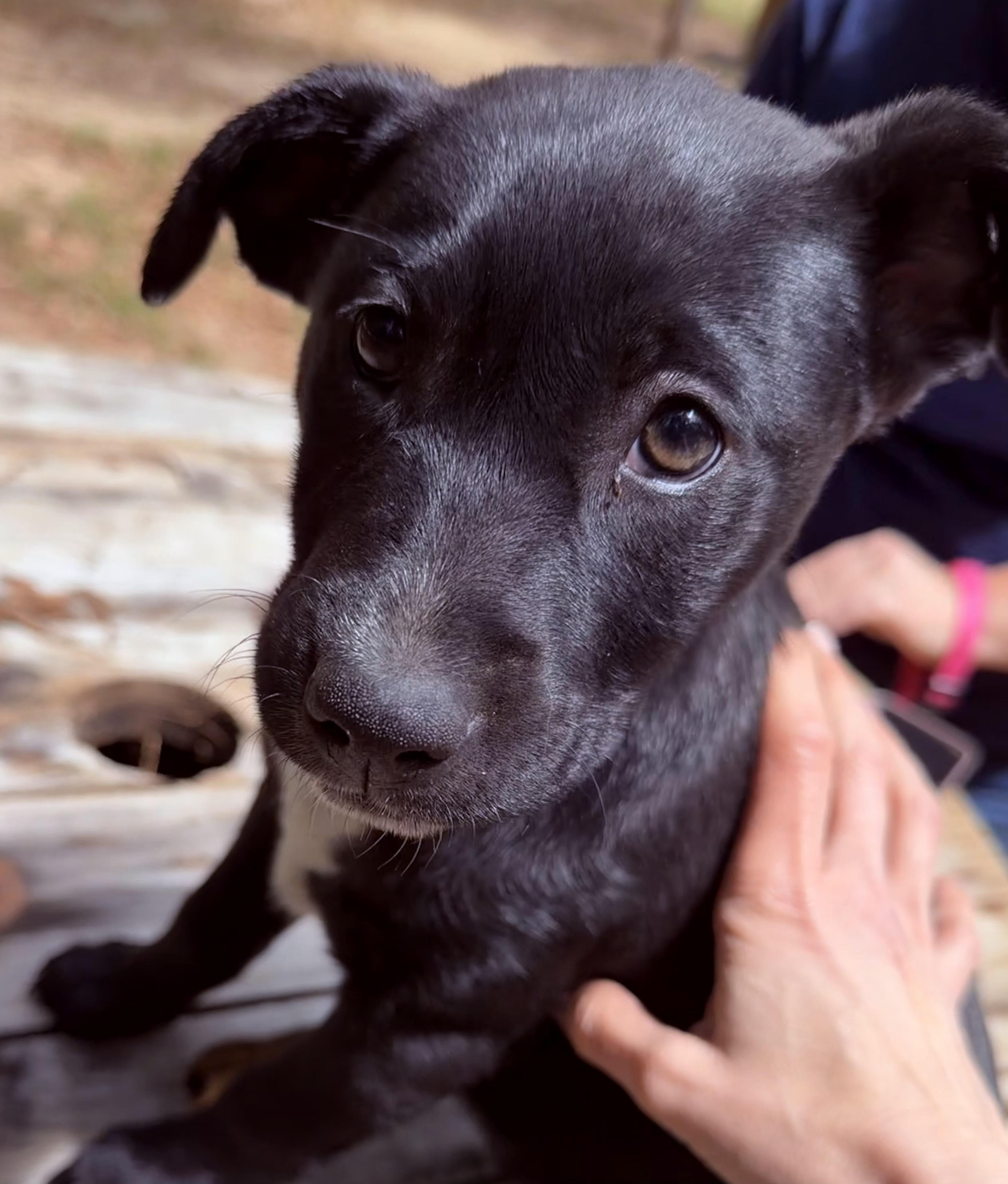 Maggie, adopted, Young Female Black Labrador Retriever.