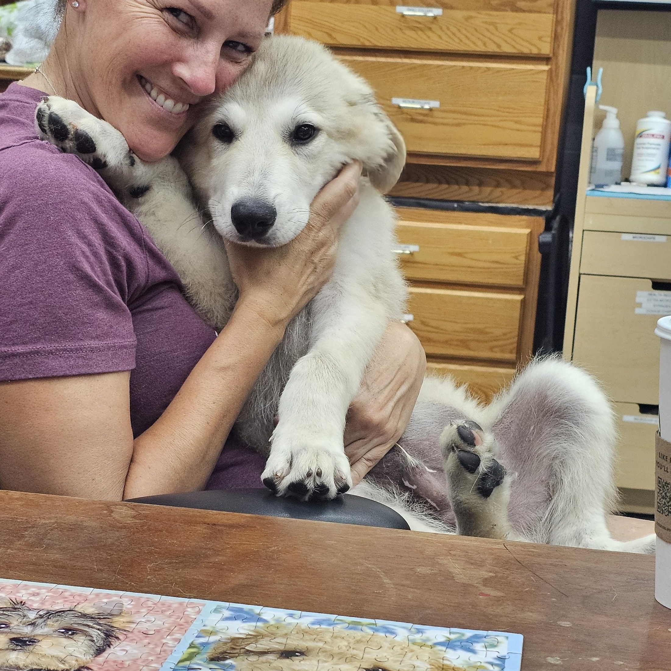 Johnny the Anatolian Shepherd puppy, a Adoptable mixed breed in Muskego, WI image 4/4