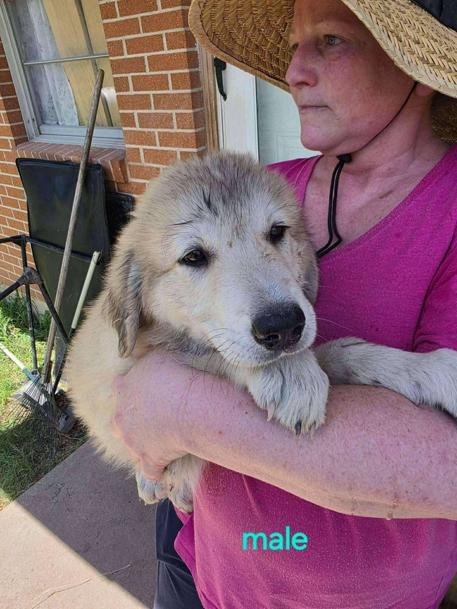 Johnny the Anatolian Shepherd puppy, a Adoptable mixed breed in Muskego, WI image 3/4