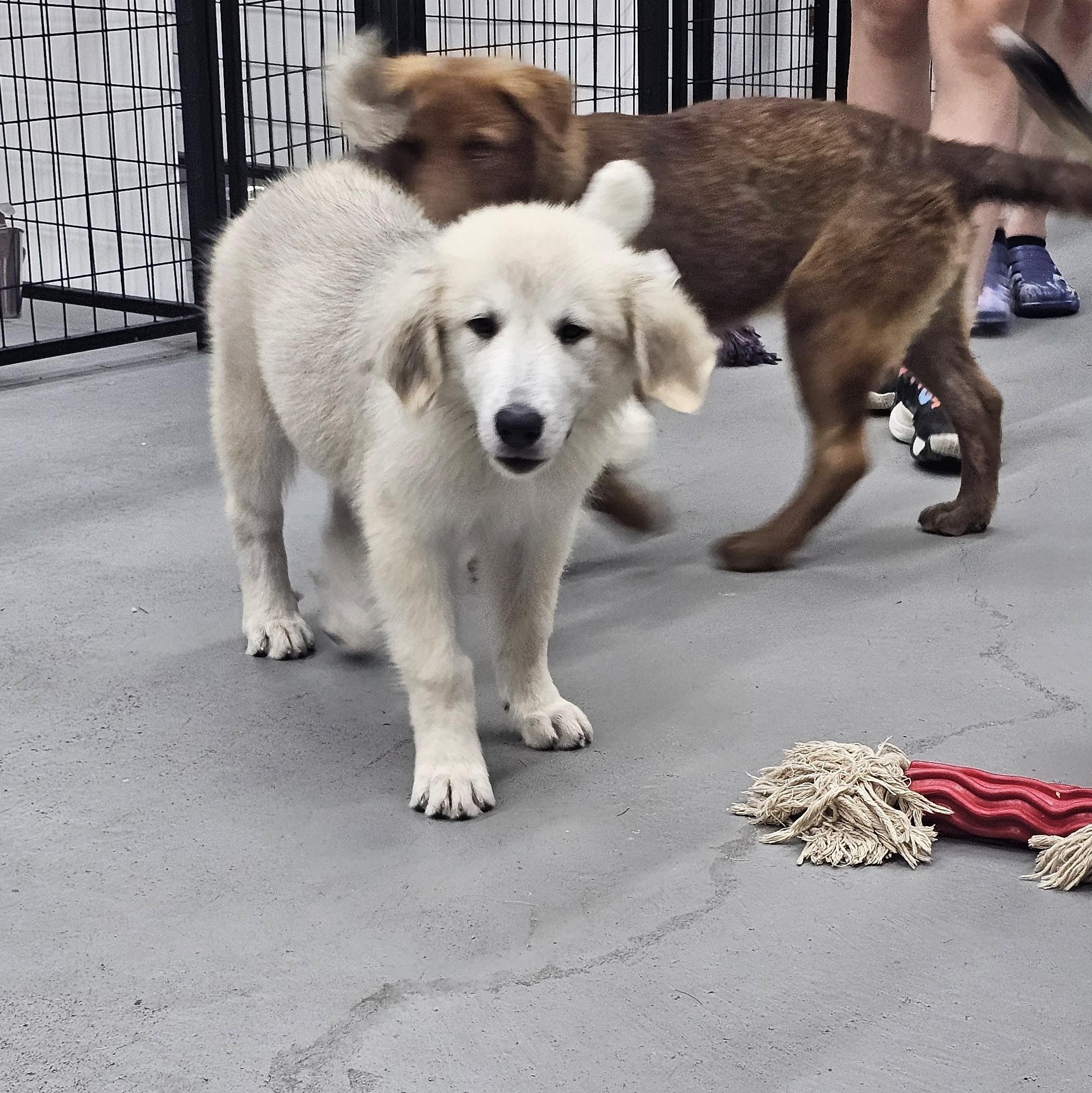 Johnny the Anatolian Shepherd puppy, a Adoptable mixed breed in Muskego, WI image 2/4