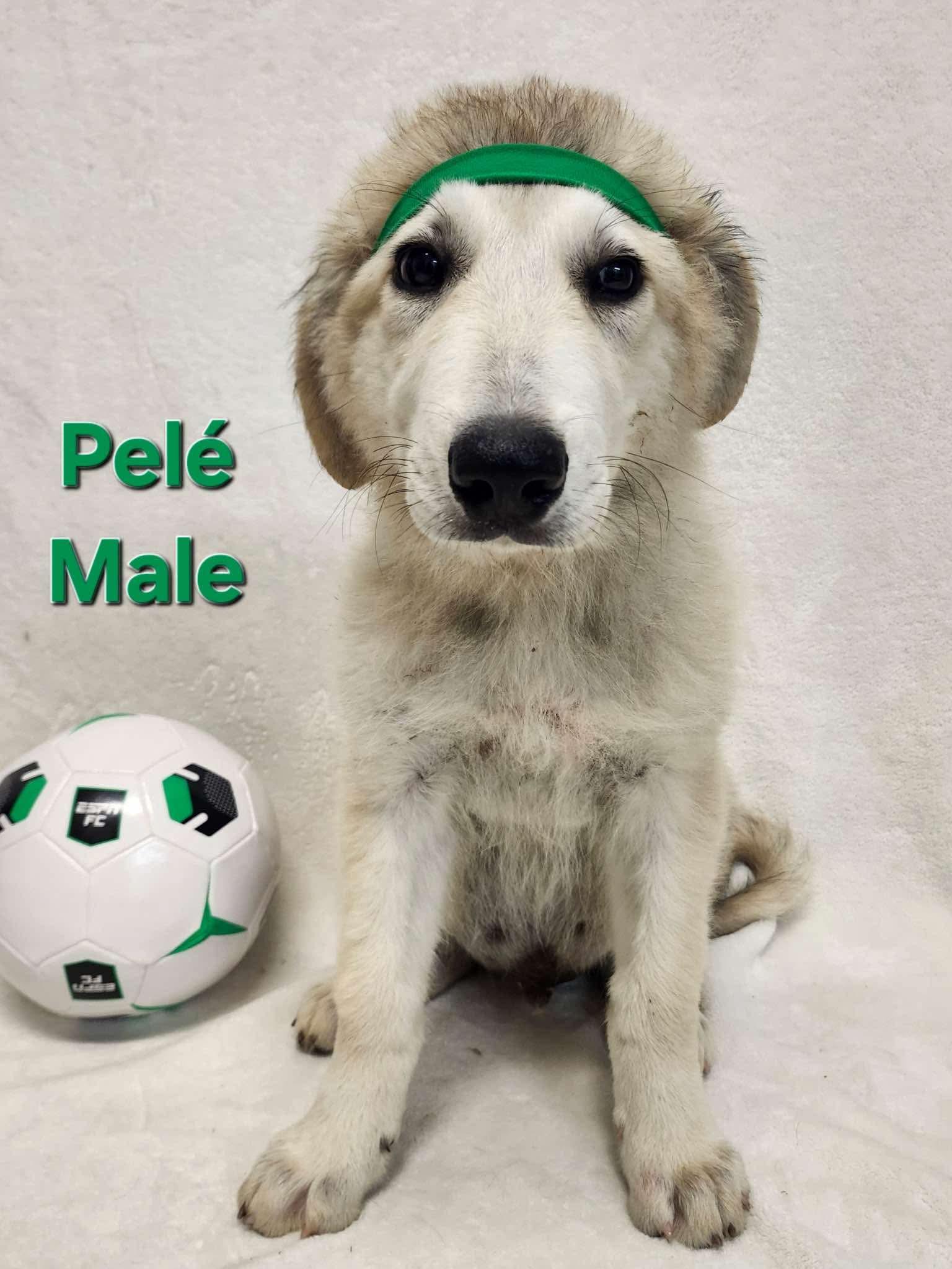 Johnny the Anatolian Shepherd puppy, a Adoptable mixed breed in Muskego, WI image 1/4