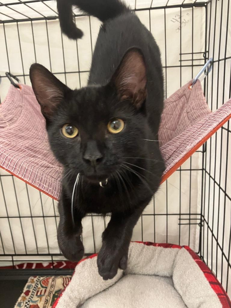 Enlarge Jon, a Adoptable mixed breed in Lunenburg, MA image 1/1