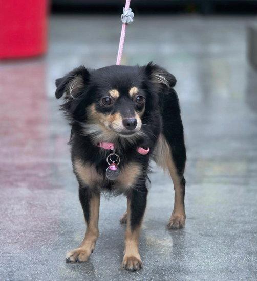 Jewel, Adopted, Adult Female Chihuahua.