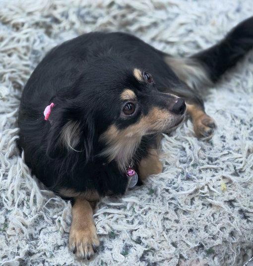 Jewel, a Adopted Chihuahua in Anaheim Hills, CA image 2/3