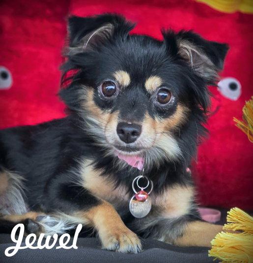 Jewel, a Adopted Chihuahua in Anaheim Hills, CA image 3/3
