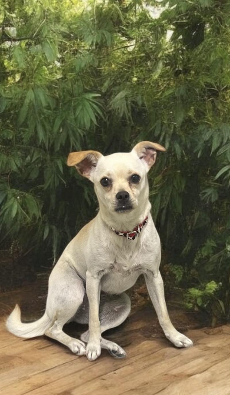 Sweet Mandy is a one-year-old sweetheart whos leaving her past on the streets behind her This resi