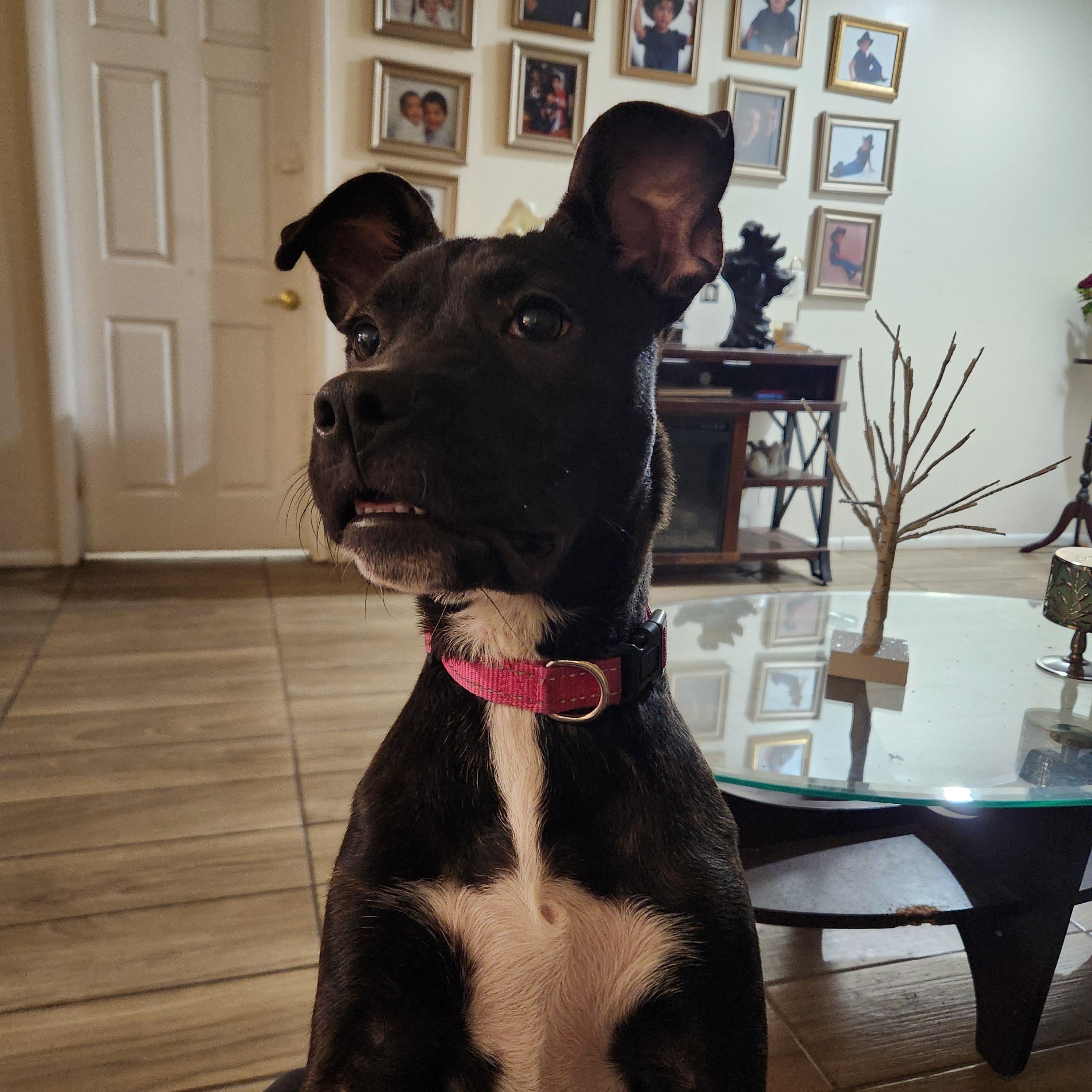 Enlarge Luna ( Orlando Fl), a Adoptable mixed breed in Orlando, FL image 5/5
