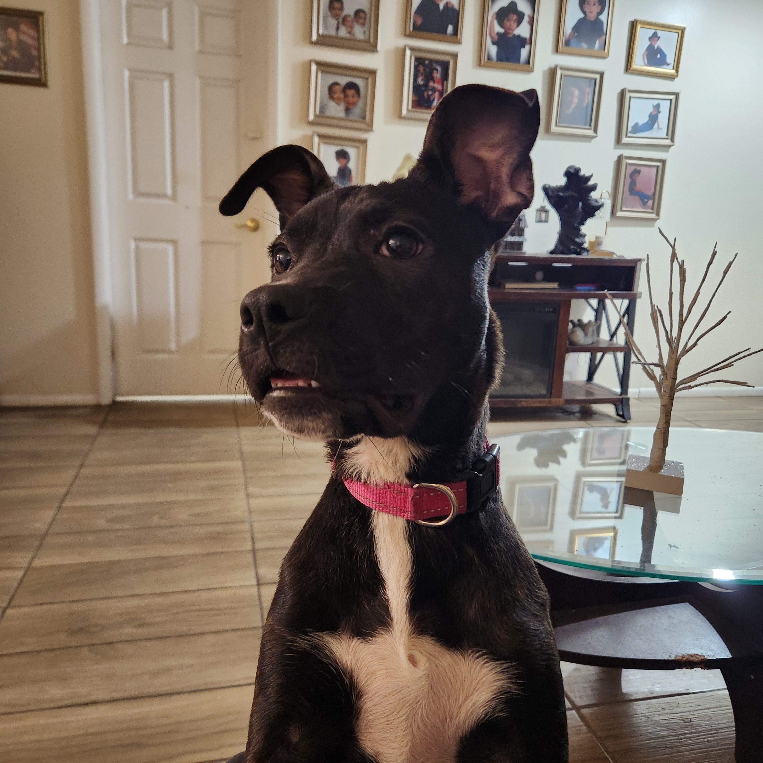 Enlarge Luna ( Orlando Fl), a Adoptable mixed breed in Orlando, FL image 4/5