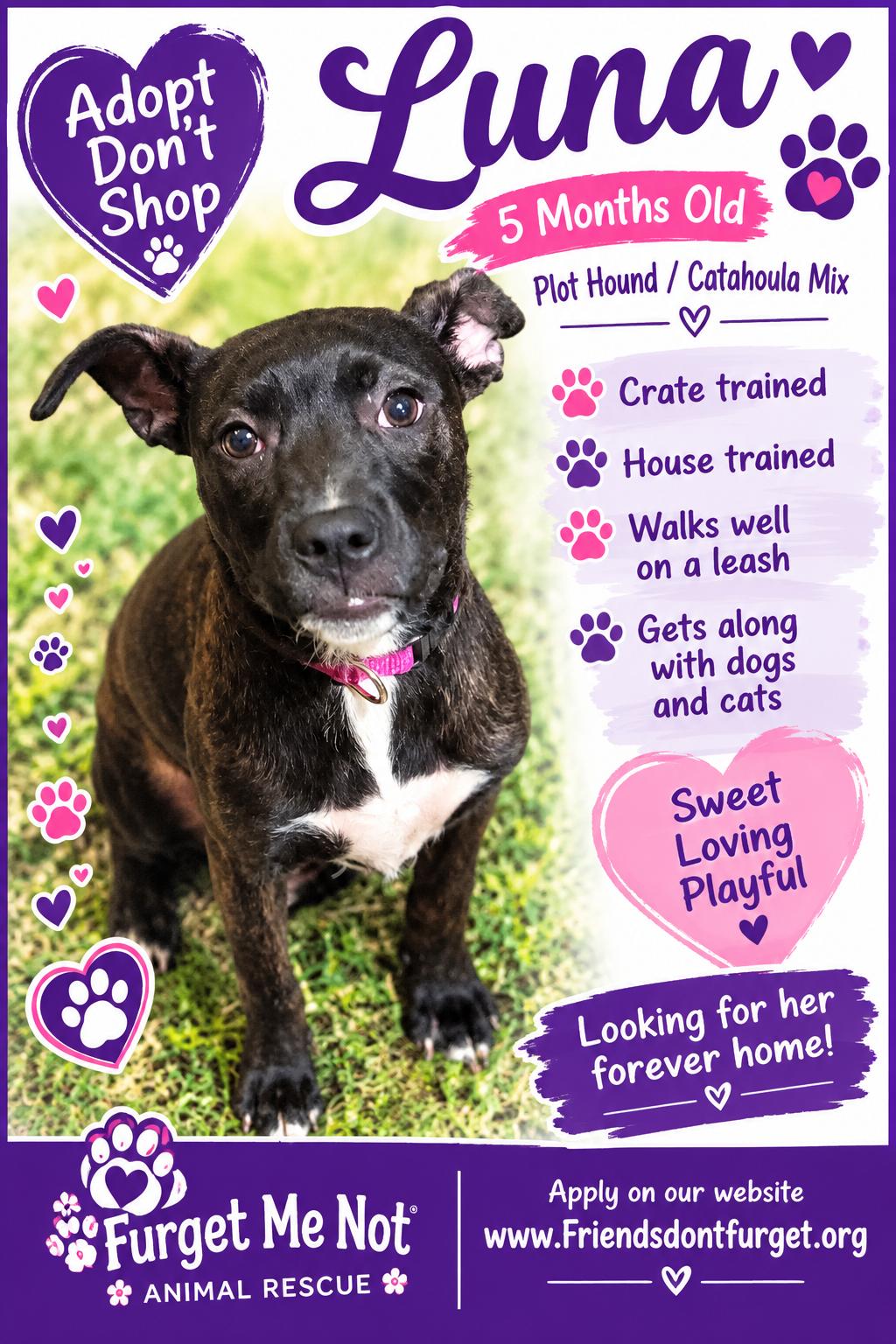Enlarge Luna ( Orlando Fl), a Adoptable mixed breed in Orlando, FL image 1/5