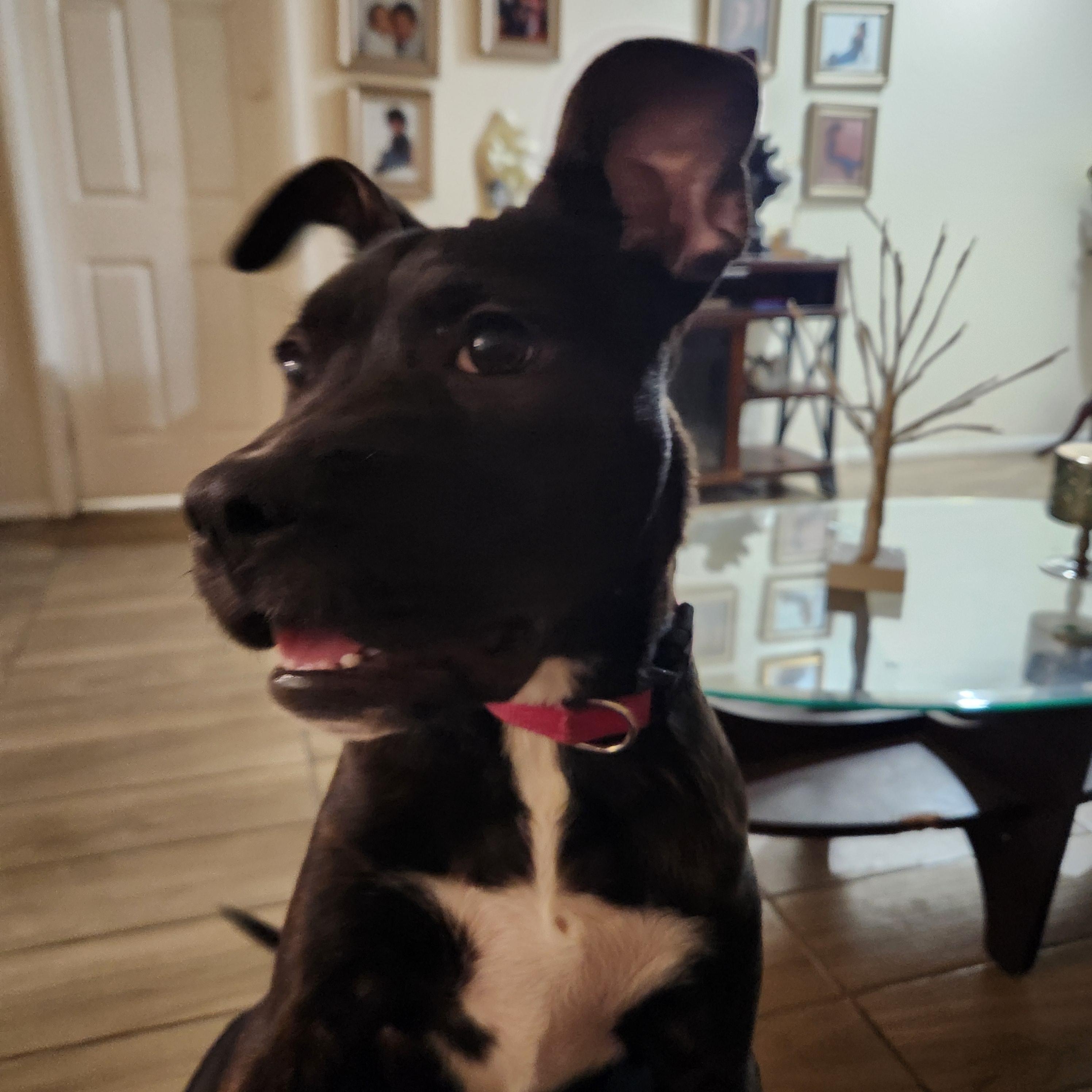 Enlarge Luna ( Orlando Fl), a Adoptable mixed breed in Orlando, FL image 3/5