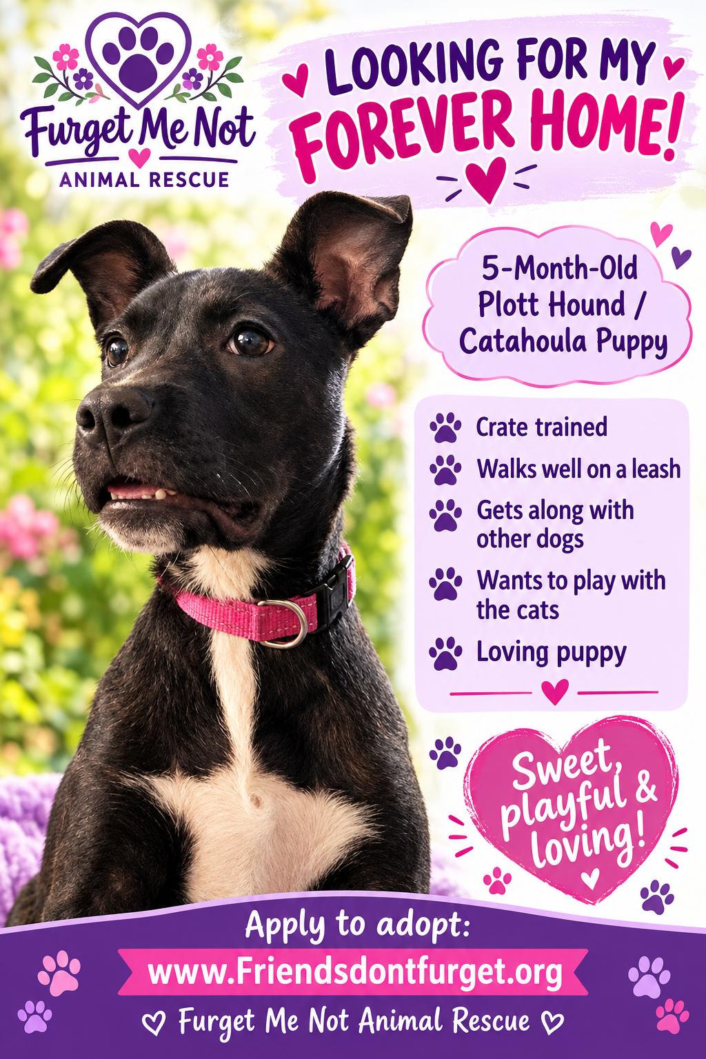 Enlarge Luna ( Orlando Fl), a Adoptable mixed breed in Orlando, FL image 2/5