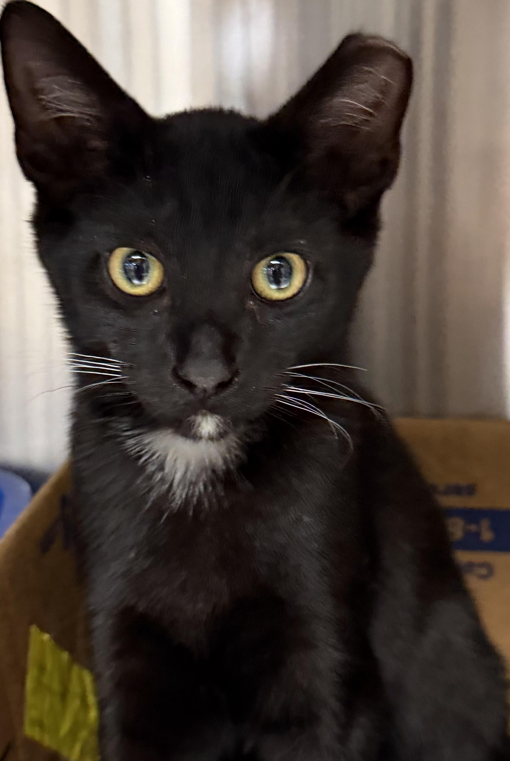 Bishop, a ADOPTABLE Domestic Short Hair in Fernandina Beach, FL image 4/5
