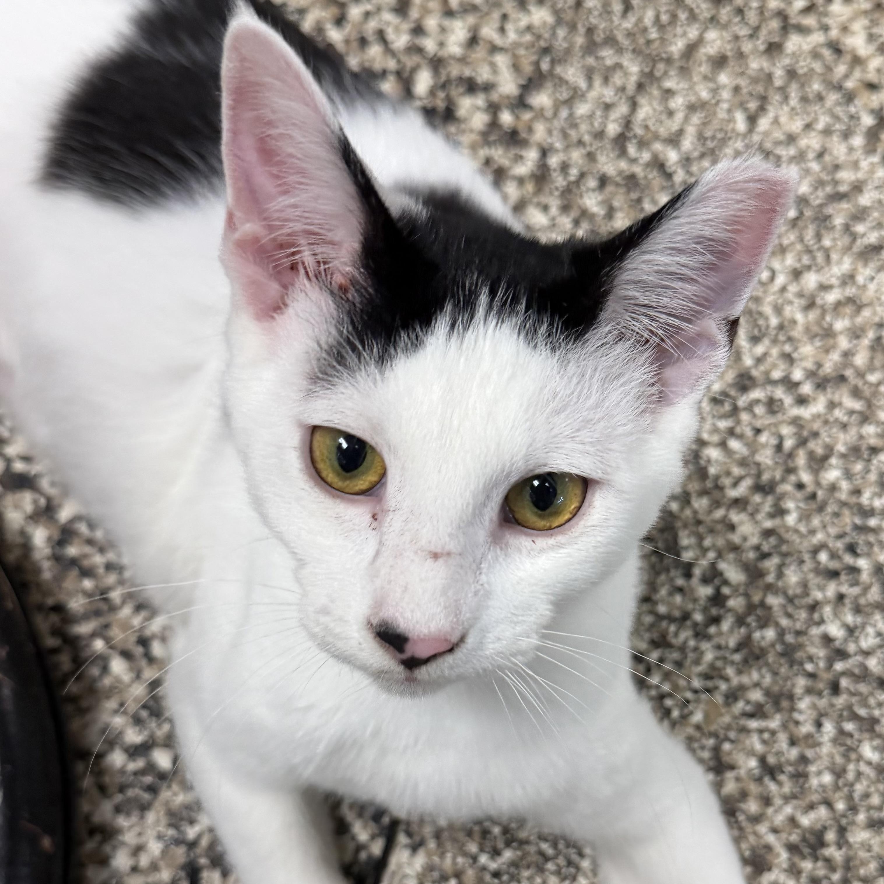 Bishop, a ADOPTABLE Domestic Short Hair in Fernandina Beach, FL image 5/5