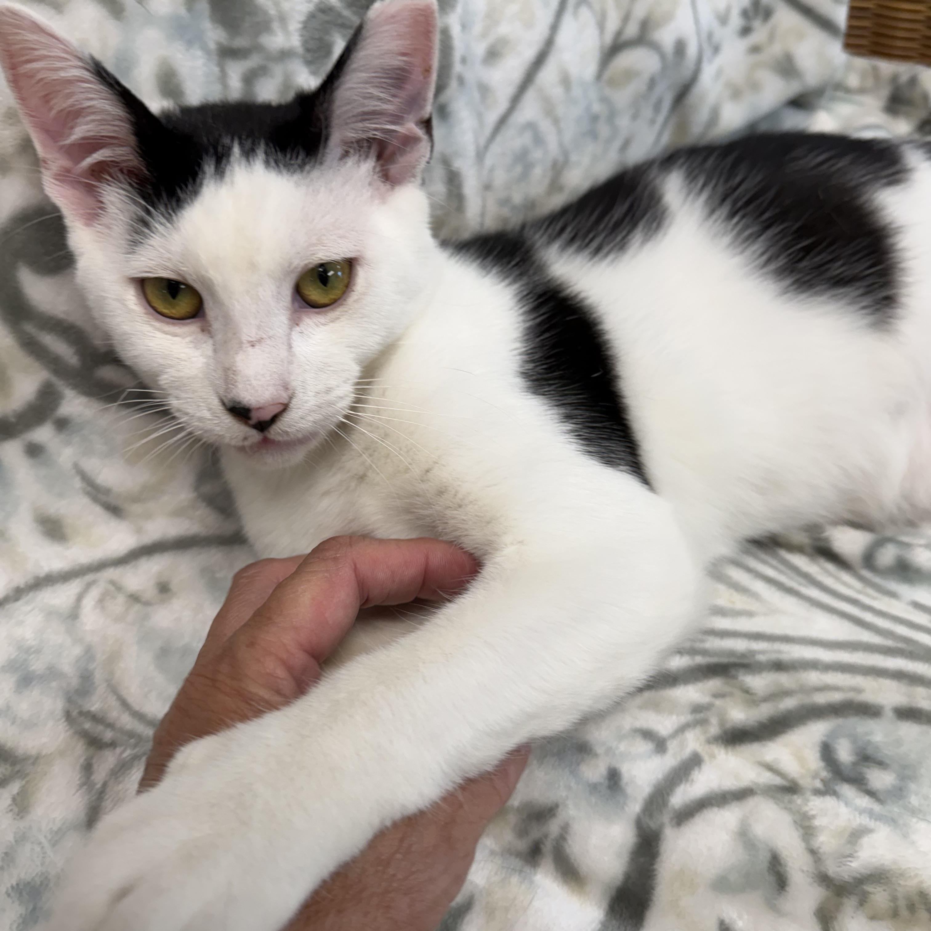 Bishop, ADOPTABLE, Young Male Domestic Short Hair.
