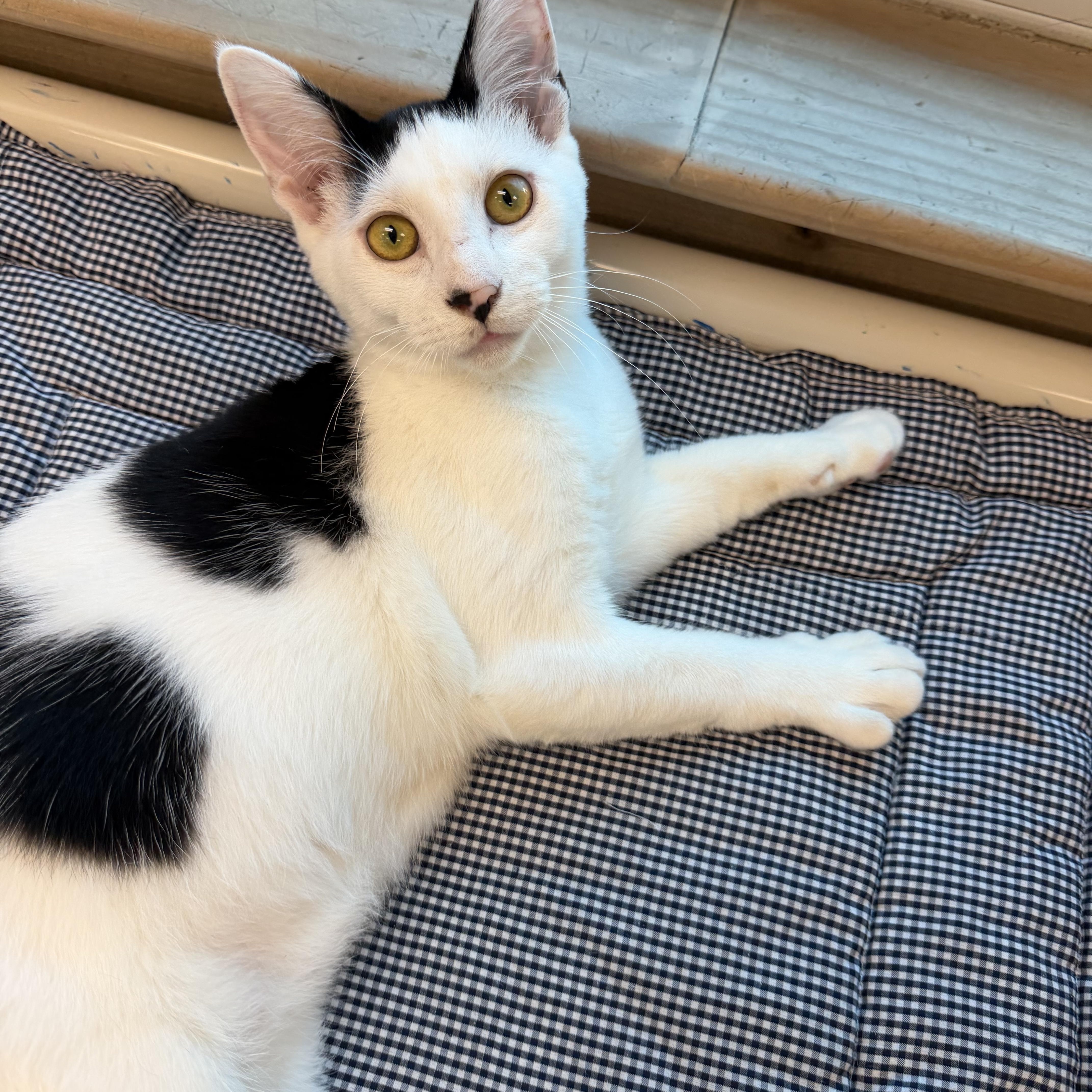 Bishop, a ADOPTABLE Domestic Short Hair in Fernandina Beach, FL image 4/5