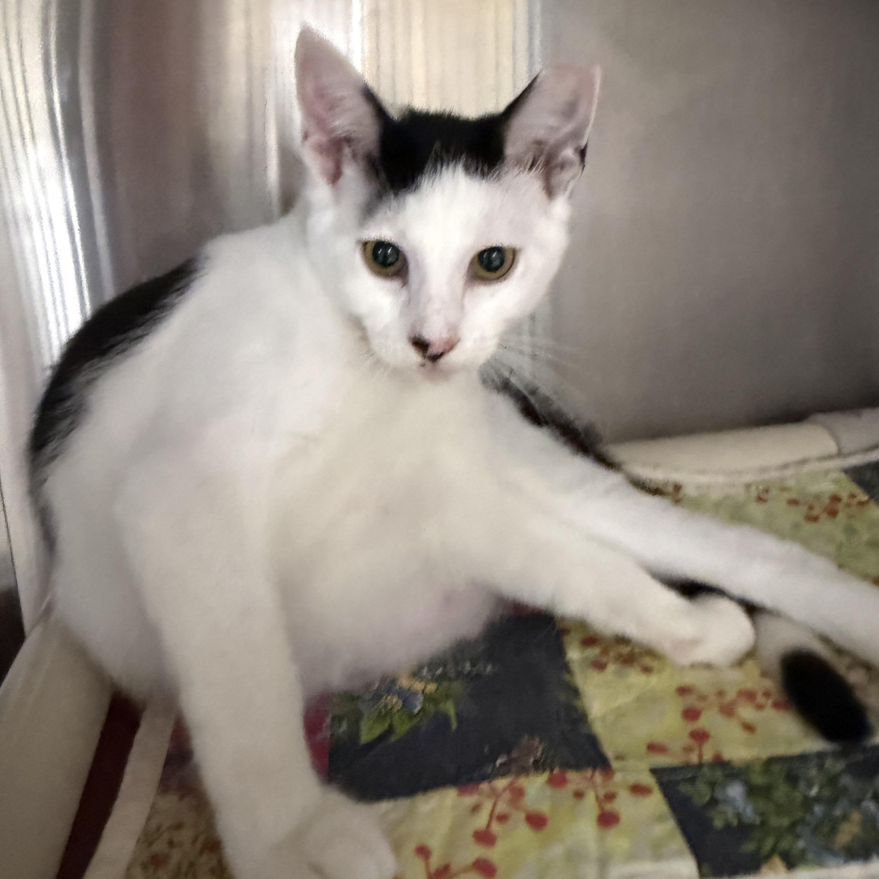 Bishop, a ADOPTABLE Domestic Short Hair in Fernandina Beach, FL image 2/5