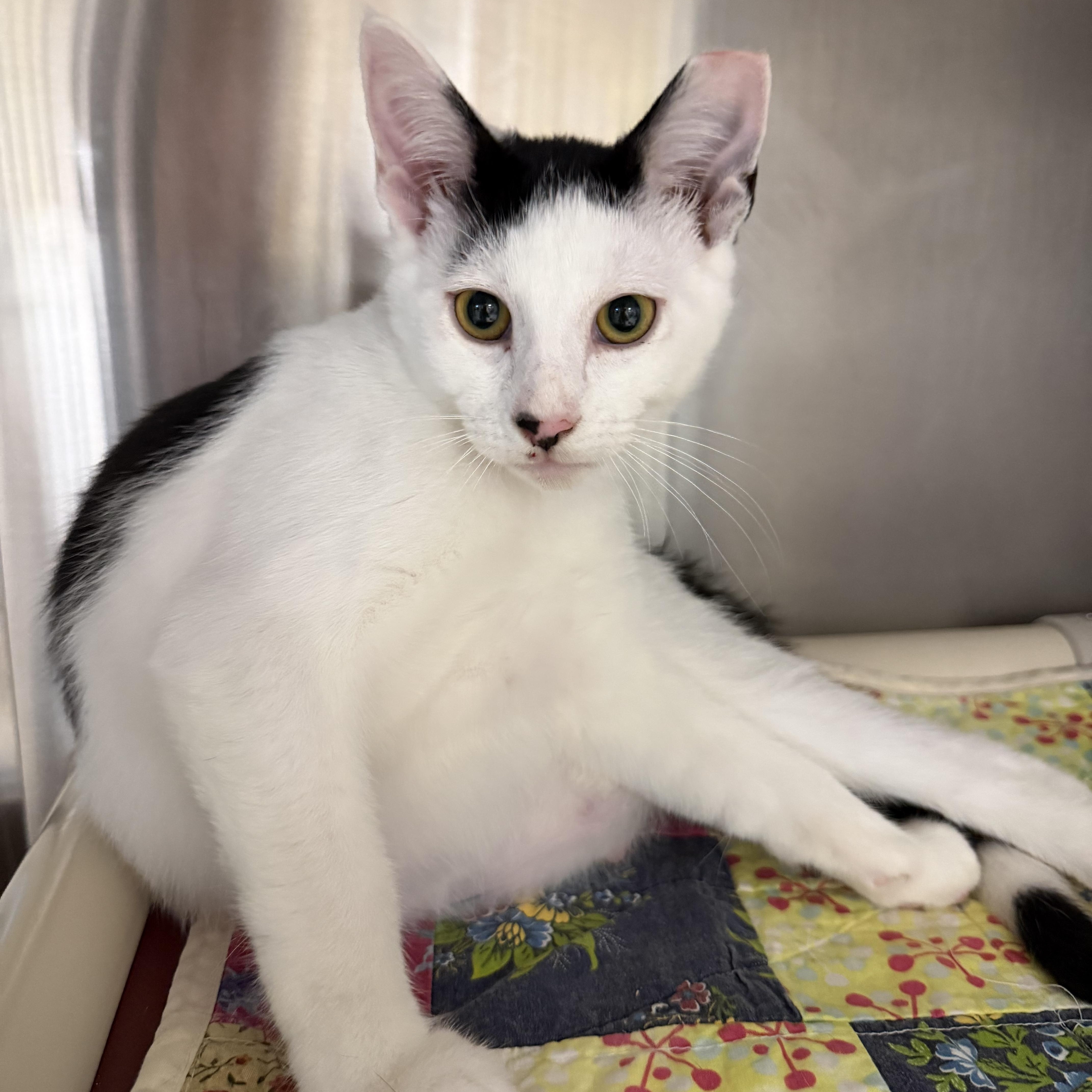 Bishop, a ADOPTABLE Domestic Short Hair in Fernandina Beach, FL image 3/5