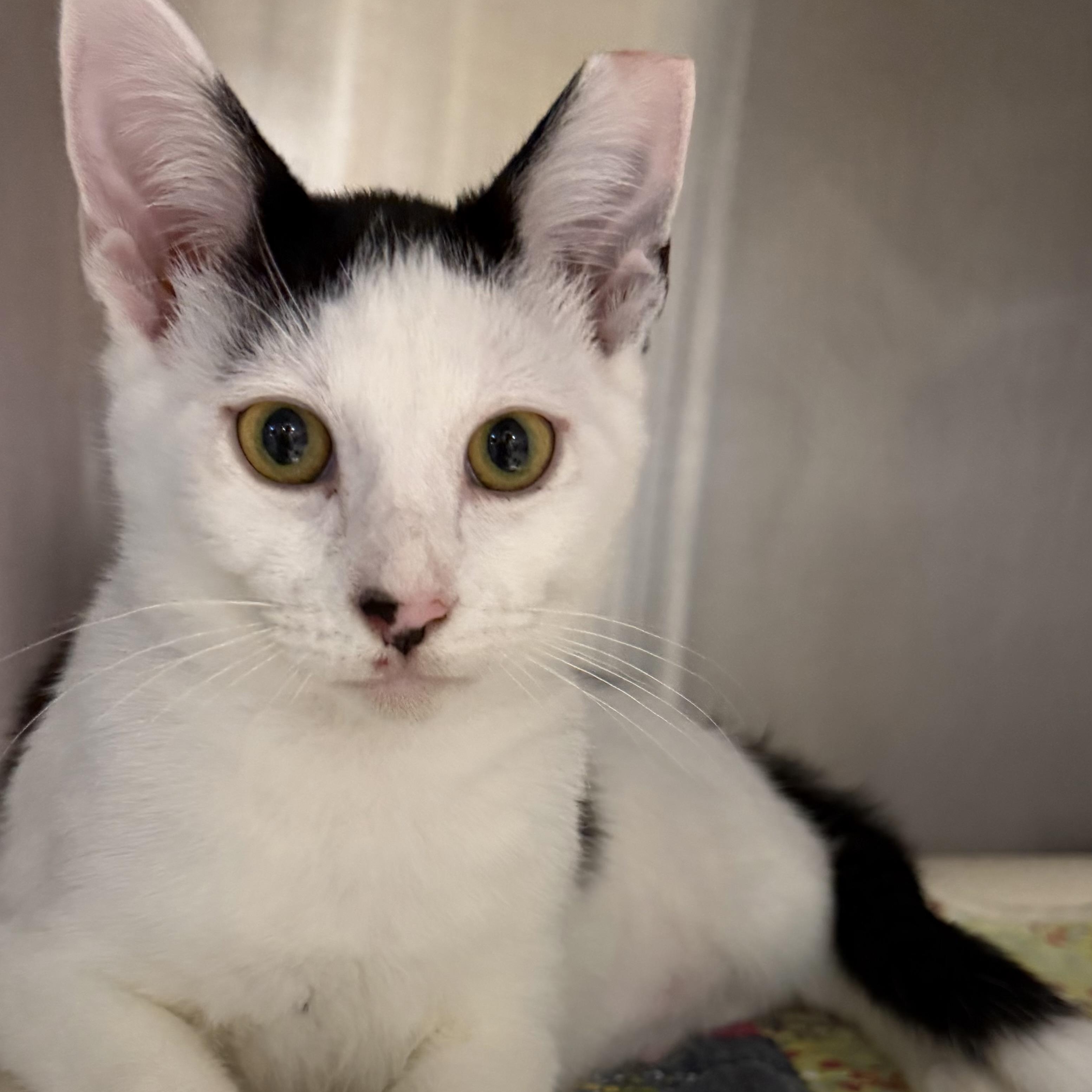 Bishop, a ADOPTABLE Domestic Short Hair in Fernandina Beach, FL image 5/5