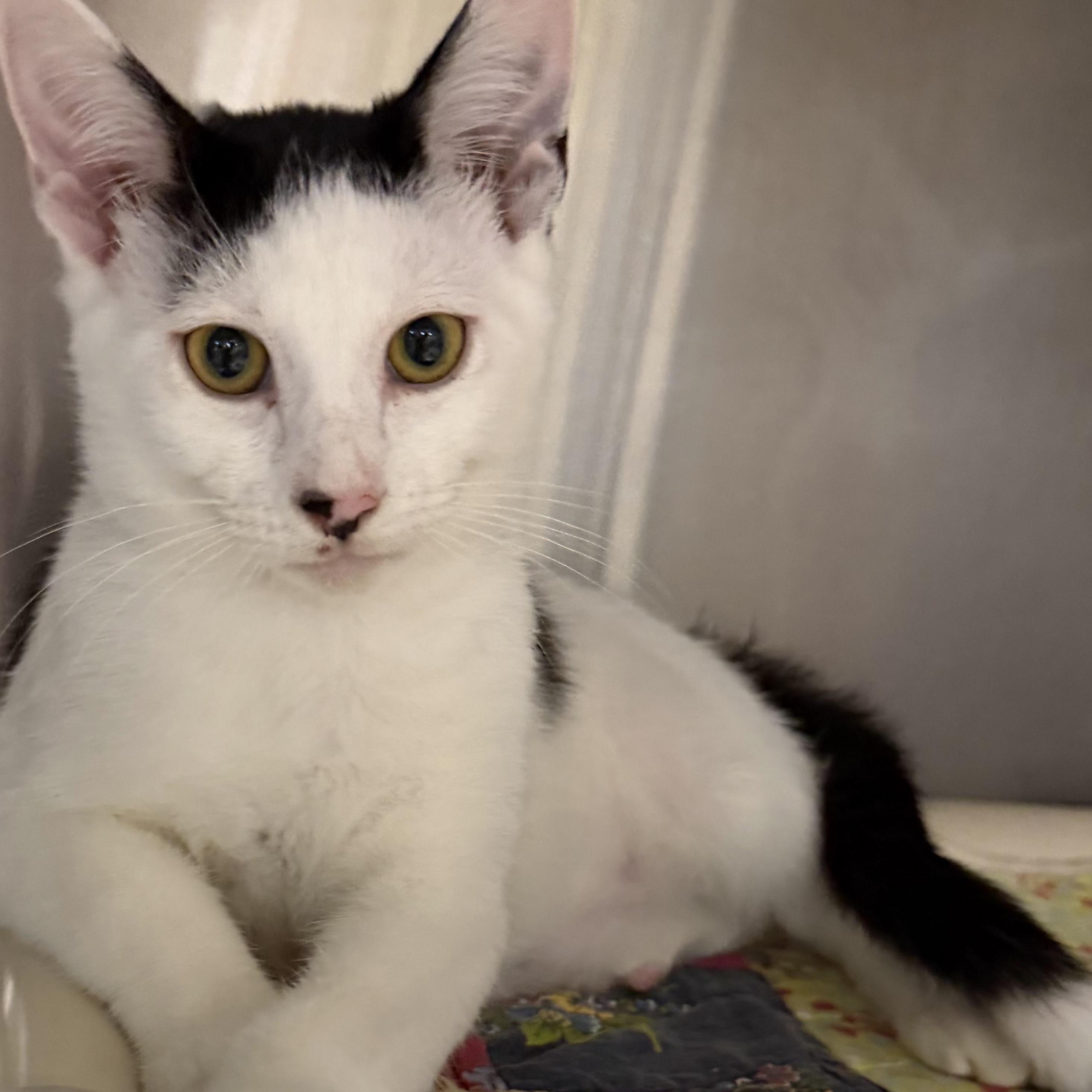 Bishop, ADOPTABLE, Young Male Domestic Short Hair.