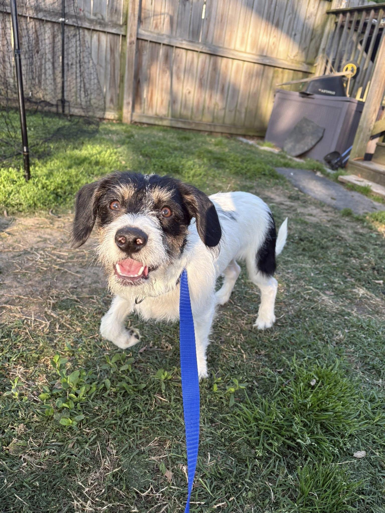 Enlarge Ace, a ADOPTABLE mixed breed in Essex, MD image 2/2