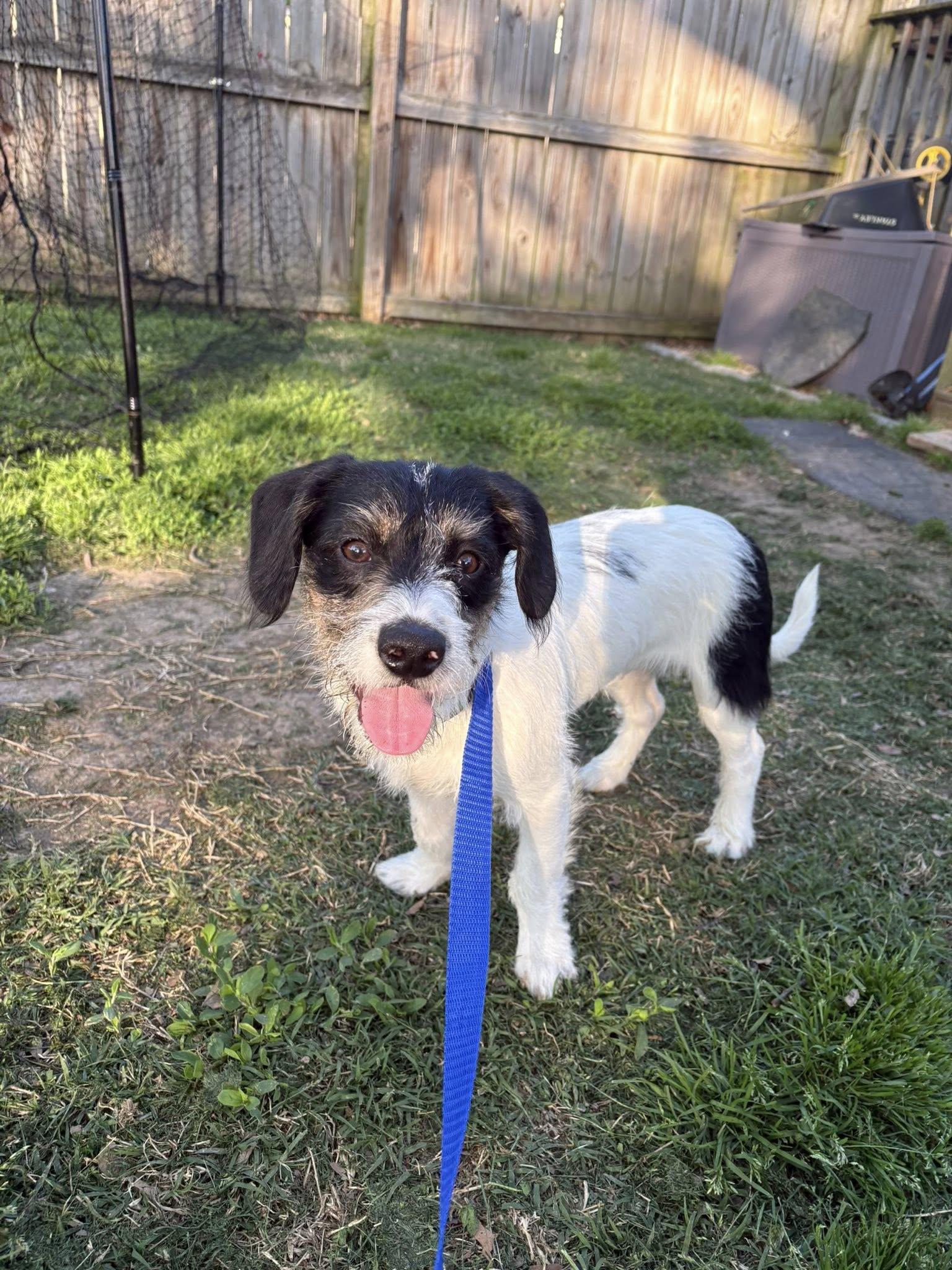 Enlarge Ace, a ADOPTABLE mixed breed in Essex, MD image 1/2