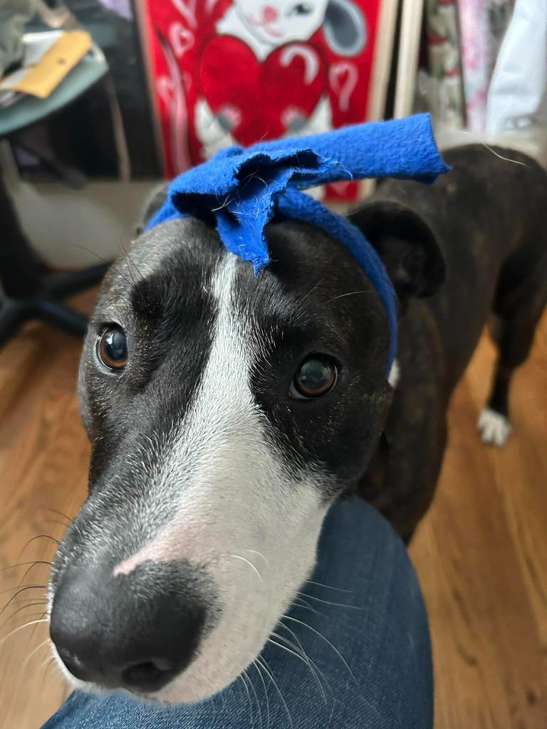 Enlarge Pollicis, a Adoptable mixed breed in Detroit, MI image 1/6