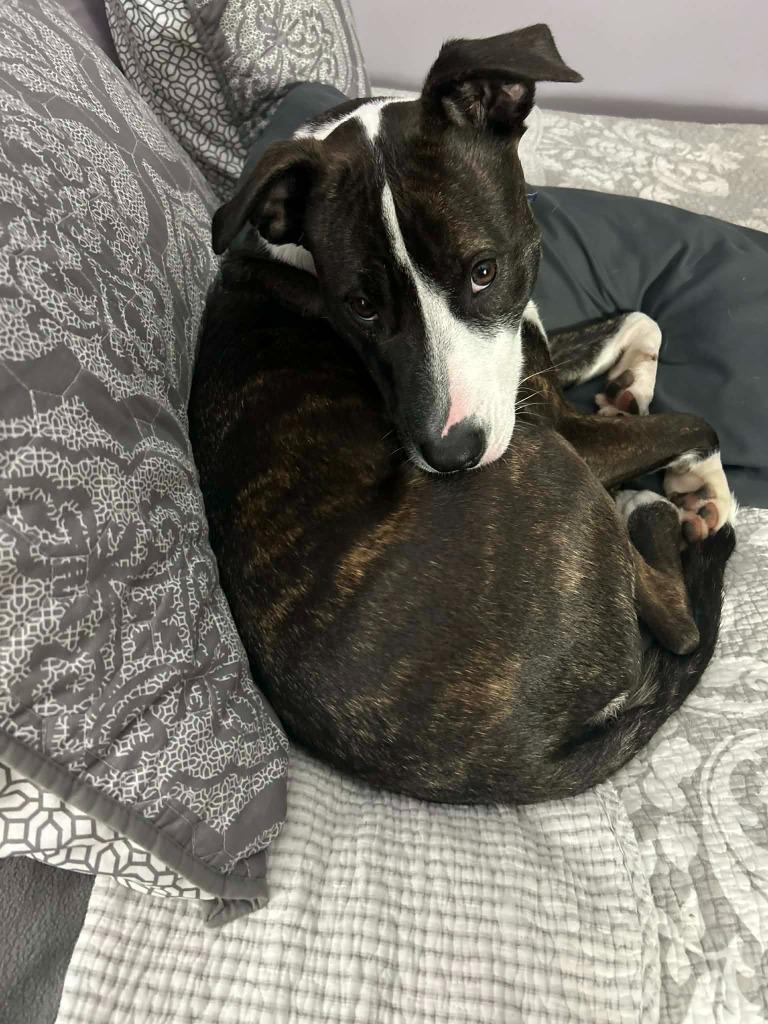 Enlarge Pollicis, a Adoptable mixed breed in Detroit, MI image 2/6