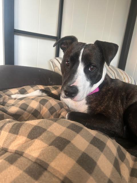 Enlarge Pollicis, a Adoptable mixed breed in Detroit, MI image 4/6