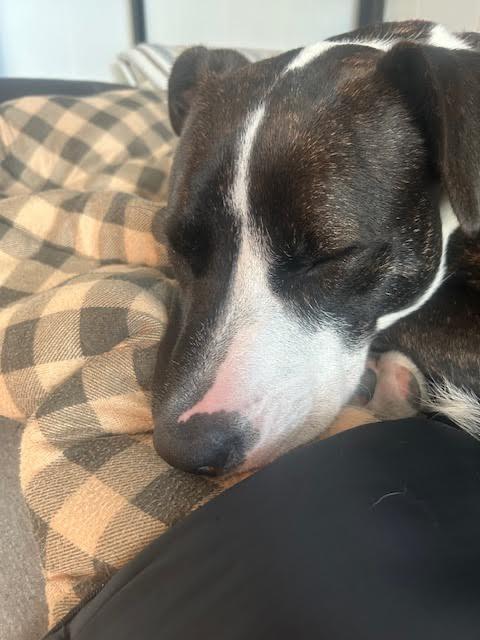 Pollicis thumbnail 3