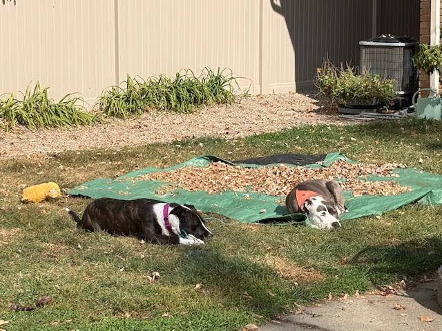 Pollicis thumbnail 4