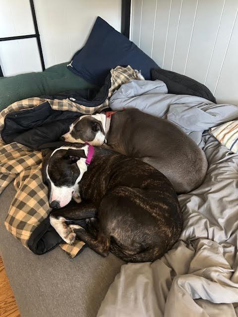 Enlarge Pollicis, a Adoptable mixed breed in Detroit, MI image 5/6