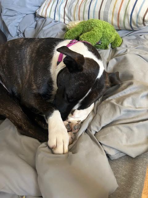 Pollicis thumbnail 6