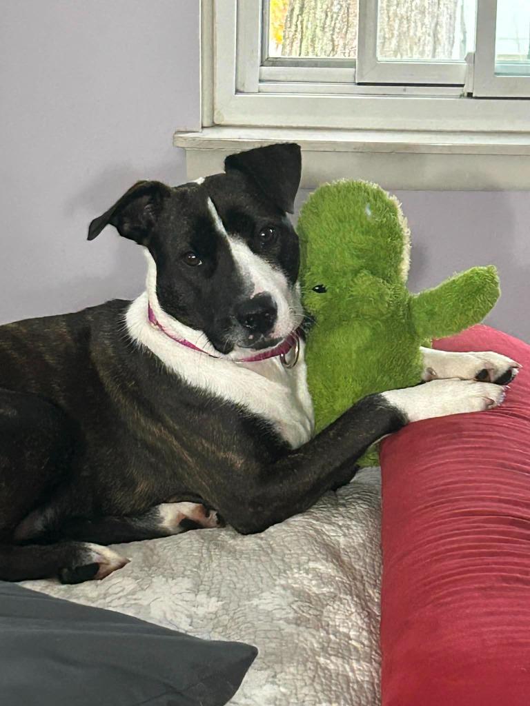 Enlarge Pollicis, a Adoptable mixed breed in Detroit, MI image 6/6