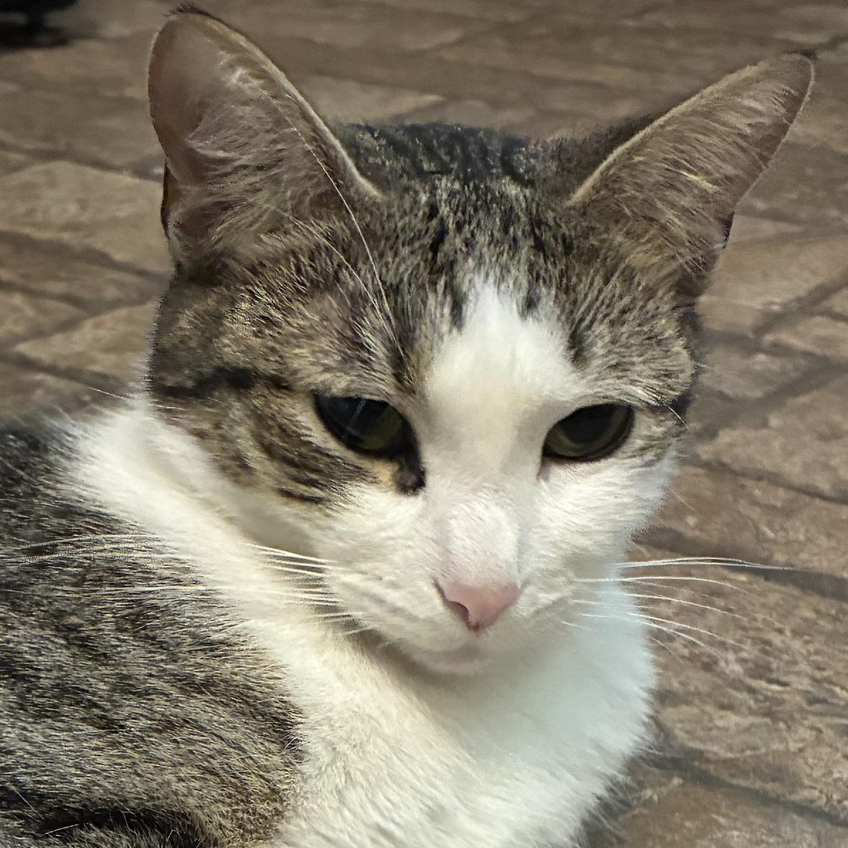 Lovely Veronica, an adopted Domestic Short Hair in Avon, CT image 5/6