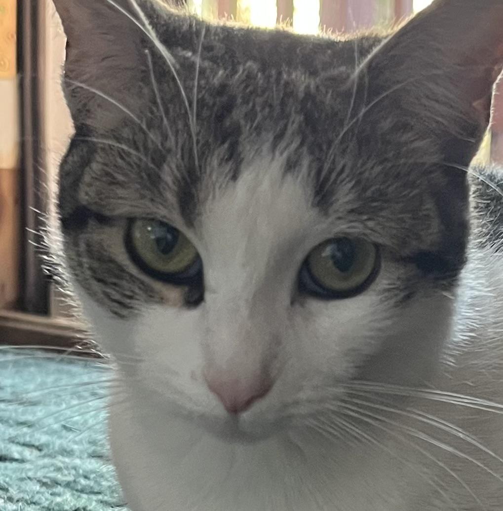 Lovely Veronica, an adopted Domestic Short Hair in Avon, CT image 3/6