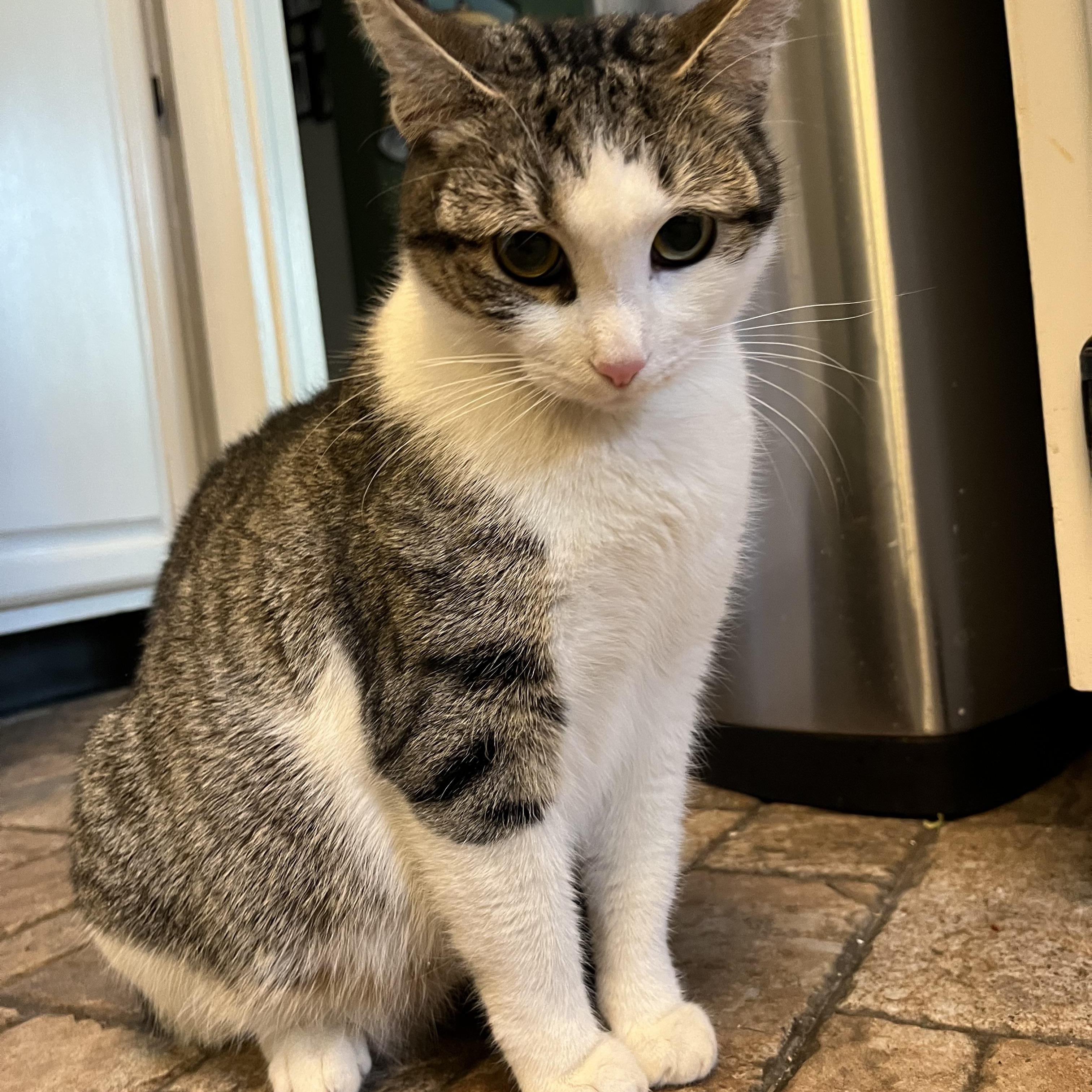 Lovely Veronica, an adopted Domestic Short Hair in Avon, CT image 2/6
