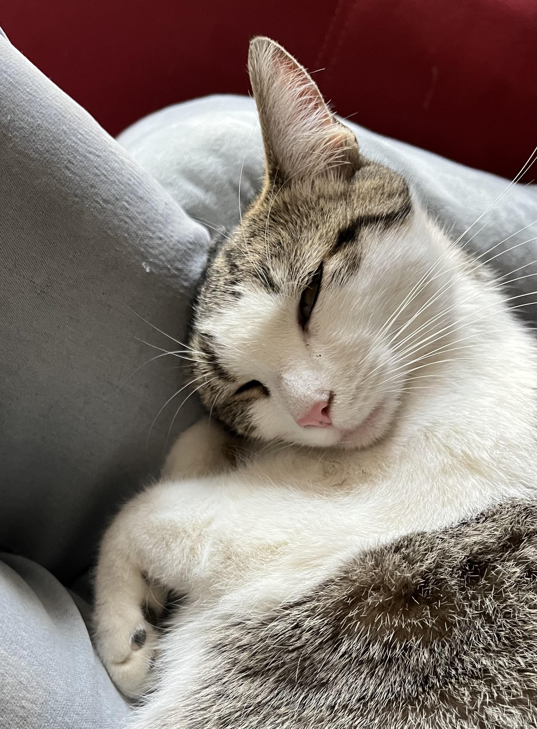 Lovely Veronica, an adopted Domestic Short Hair in Avon, CT image 6/6