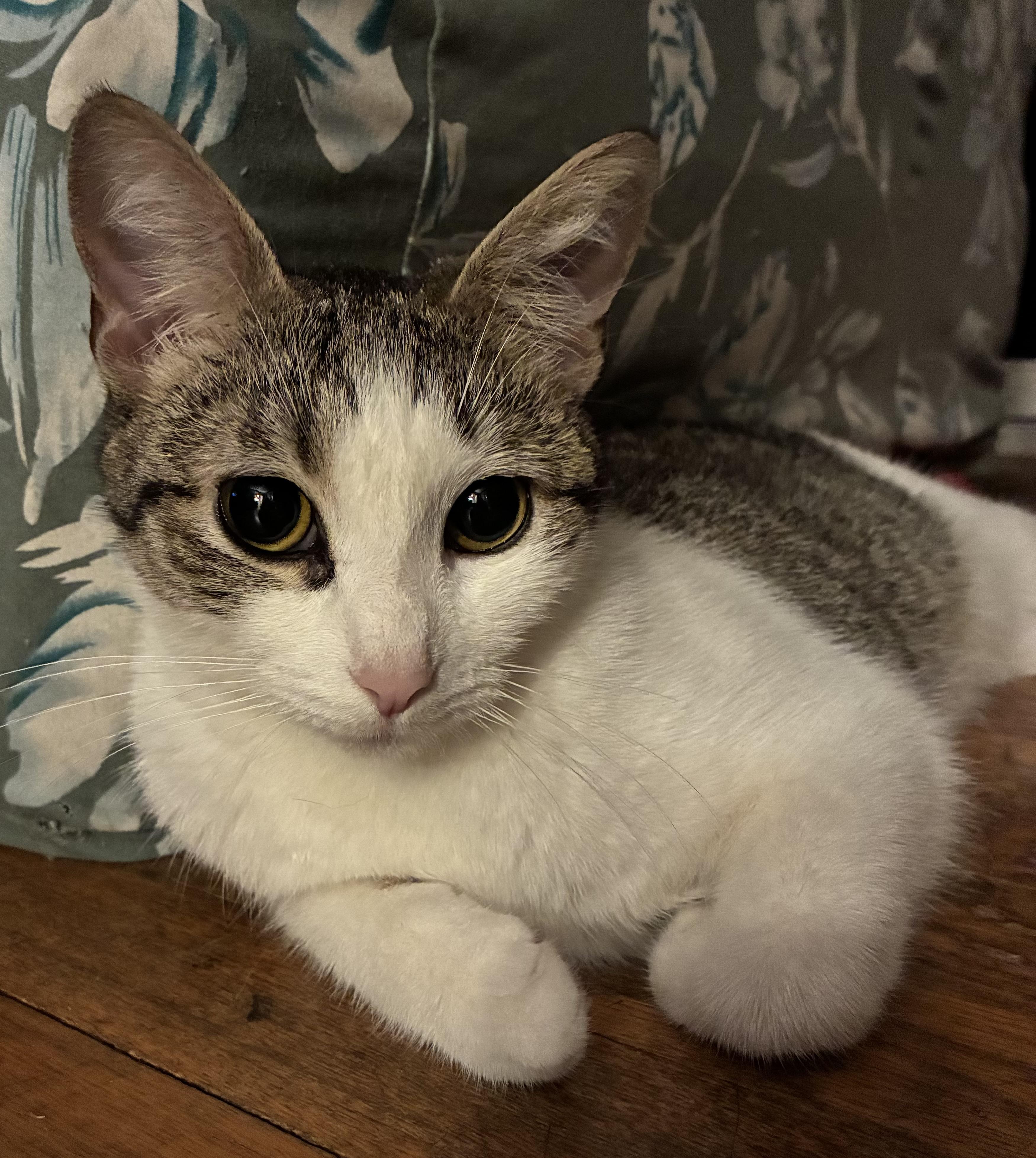 Lovely Veronica, an adopted Domestic Short Hair in Avon, CT image 1/6