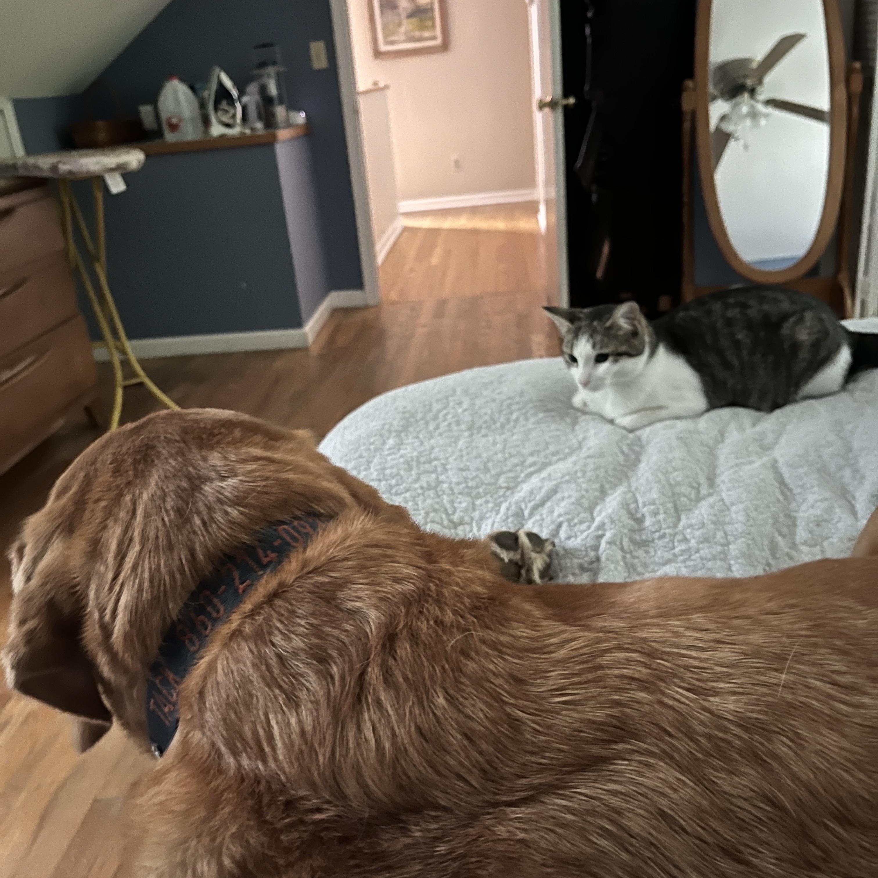 Lovely Veronica, an adopted Domestic Short Hair in Avon, CT image 4/6